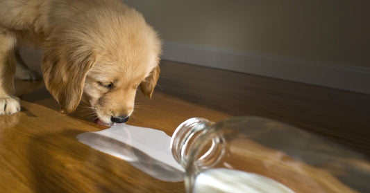 Boosting Pet Health: The Unseen Benefits of Including Kefir in Your Furry Friends Diet